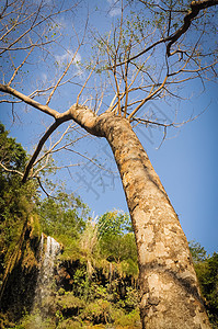 在越南Dai Yem平克布卢斯瀑布中流淌着绿绿绿树和白窗帘森林旅行大炎激流公园喷泉波纹荒野水池丛林图片