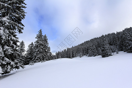 美丽的冬季风景和fir树季节天空假期滑雪森林运动太阳蓝色白色旅行图片