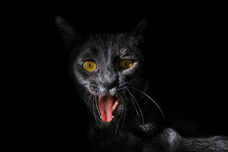 愤怒猫的肖像图片