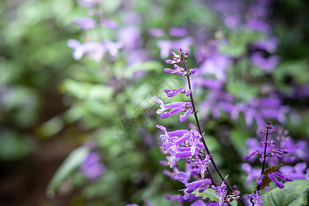 五颜六色的花的背景图片花束粉色季节生长植物植物群宏观花瓣紫色背景图片