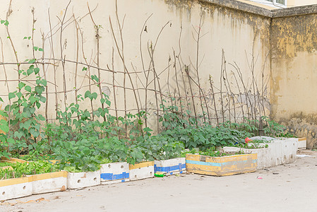 利用河内集装箱花园的蒸气泡沫箱和花瓶上种植蔬菜 进行再循环农场土壤栽培环境植物格子生态花园树枝走廊图片