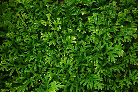 绿色蕨叶纹理供背景使用-新鲜的绿色自然背景图片