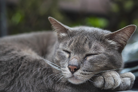 可爱的睡猫泰国家庭宠物在汽车上小睡一觉家畜概念猫科爪子小猫乐趣猫咪头发虎斑柔软度休息哺乳动物图片