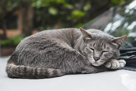 可爱的睡猫泰国家庭宠物在汽车上小睡一觉家畜概念乐趣猫科鼻子动物休息小猫毛皮眼睛哺乳动物柔软度图片