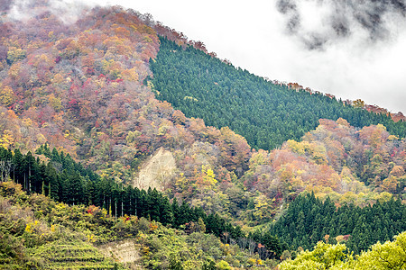 彩色的叶子树叶天空峡谷黄色旅行绿色旅游红色大崎鸣子图片
