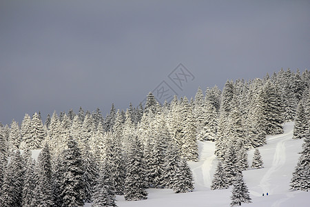 美丽的冬季风景和fir树太阳假期季节滑雪白色蓝色旅行运动天空森林图片