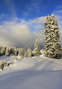 美丽的冬季风景和fir树太阳蓝色运动假期天空滑雪旅行白色季节森林图片