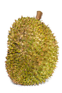 Durian水果摘要三角区 供背景使用 插图热带刺猬食物木头桌面异国照片飞机植物种子图片