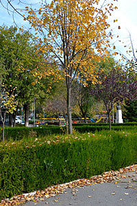 公园1号小巷的秋天诗图片