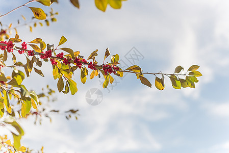 德克萨斯冬莓红果 在阳光明媚的秋天树枝上蓝天树叶宏观团块蜕膜山楂水果植物灌木衬套图片