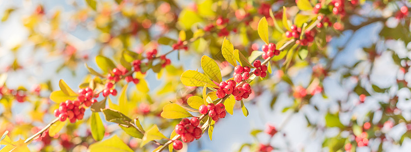 在阳光明媚的秋天 在树枝上摘下丰盛美丽的德克萨斯州冬季莓红果红果红色衬套叶子浆果蓝天蜕膜植物树叶分支机构负鼠图片