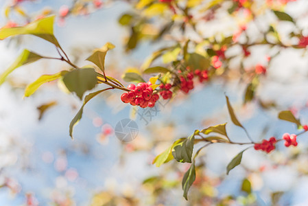 德克萨斯冬莓红果 在阳光明媚的秋天树枝上蜕膜树叶灌木衬套负鼠水果叶子宏观团块蓝天图片
