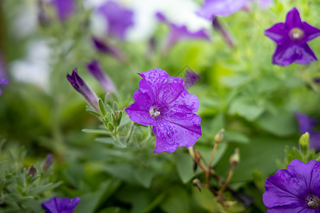 五颜六色的花的背景图片生长粉色植物季节紫色植物群花束宏观花瓣背景图片
