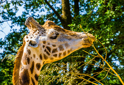 食用树枝叶叶子的长颈鹿(rohschild's giraffe)图片