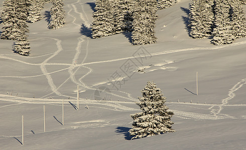 美丽的冬季风景和fir树滑雪运动季节太阳森林旅行假期白色蓝色天空图片