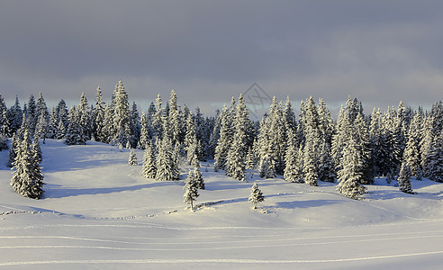 美丽的冬季风景和fir树运动森林天空旅行假期滑雪白色季节蓝色太阳图片