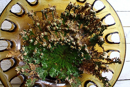 杰里科之玫瑰鳞茎卷柏植物图片