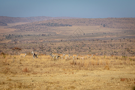 以地的牧群在高草原上动物野生动物国家食草偶数喇叭公园羚羊牛角荒野图片