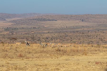 以地的牧群在高草原上食草荒野牛角喇叭野生动物动物学国家板栗哺乳动物小牛图片