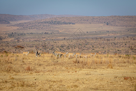 以地的牧群在高草原上喇叭动物旅游哺乳动物荒野公园旅行羚羊动物学牛角图片