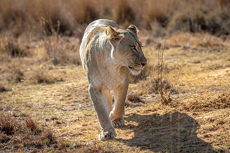 狮女朝镜头走来动物园野生动物动物食肉濒危危险狮子毛皮哺乳动物大猫图片