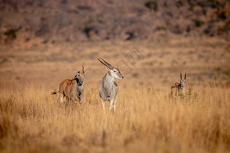 以兰的牧群站在草地上牛角反刍动物野生动物国家公园牛科喇叭旅游旅行板栗图片