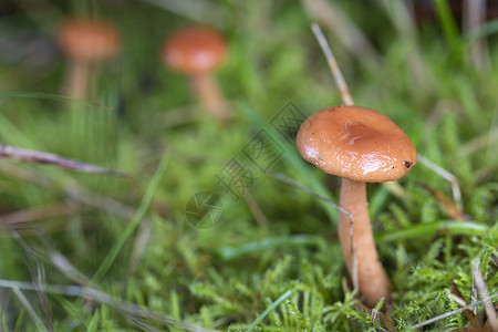 草地上棕褐色羊毛蘑菇图片