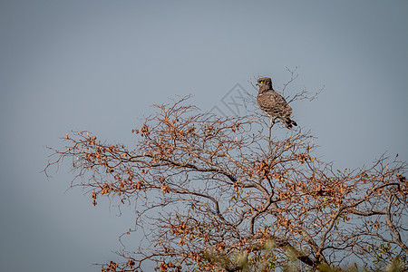 坐在树上的棕色蛇鹰爪子大草原猎人猎物动物翼展羽毛荒野野生动物警报图片