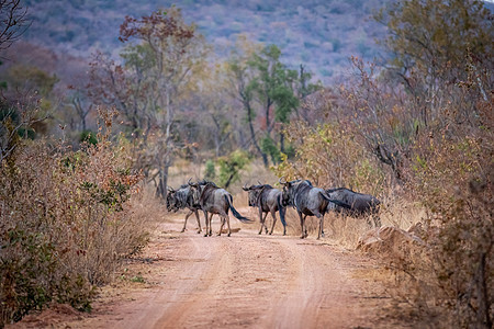 蓝色野马站在路边荒野牛角羚羊旅游国家冒险野生动物公园牛羚灌木丛图片
