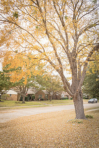 在前院和在达拉斯附近边行走时 住民居住区有覆盖的秋叶假期图片