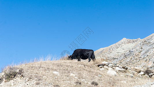 在喜马拉雅山顶上放牧 在印度拉达克主题身体山脊爬坡哺乳动物阳光食物生物体农业海滩图片