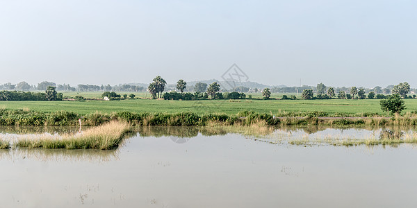 印度农业领域的景观风景 季风期间的传统稻田地平线 印度农业用地典型的热带绿色乡村收获环境保护生长天空阳光森林太阳风光土地倒影农场图片