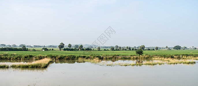 印度农业领域的景观风景 季风期间的传统稻田地平线 印度农业用地典型的热带绿色乡村收获农场阳光太阳田园场景季节生长森林环境保护土地图片