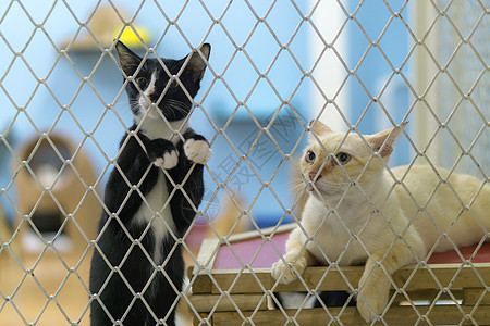 悲哀的是 在笼子里的斯特拉伊猫宠物毛皮酒吧猫科小猫生活悲伤寂寞动物哺乳动物图片