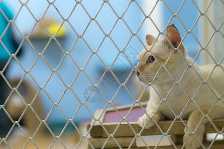 悲哀的是 在笼子里的斯特拉伊猫动物眼睛毛皮悲伤生活猫科兽医狗窝虎斑人道图片