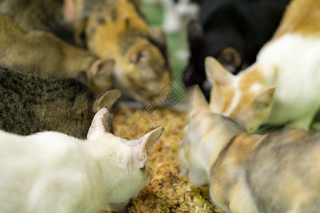 一群流浪猫在吃食物 被抛弃的流浪猫虎斑生活毛皮荒野小猫动物城市团体猫咪宠物图片