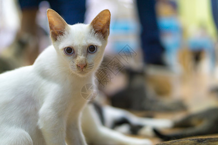 可悲的是 在基金会的斯特拉伊猫猫科疾病流浪猫生物哺乳动物小猫帮助遗憾庇护所悲伤图片