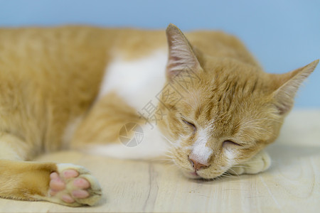 可悲的是 在基金会的斯特拉伊猫遗憾小猫宠物悲伤毛皮生物疾病犬类兽医动物图片