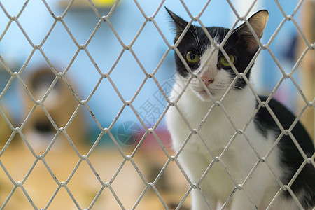 悲哀的是 在笼子里的斯特拉伊猫生活悲伤庇护所外壳流浪药品帮助人道酒吧兽医图片