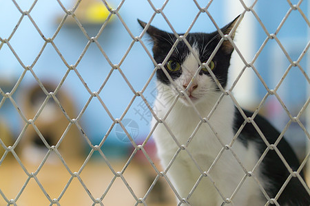 悲哀的是 在笼子里的斯特拉伊猫寂寞毛皮宠物庇护所狗窝虎斑帮助动物外壳救援图片