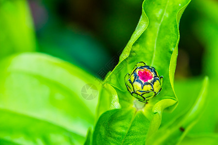 春季流行的花园花种 自然背景 (一) 植物品种和树枝图片