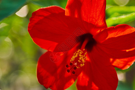 中国玫瑰花 中国的hibiscus 西班牙加那利群岛特内里夫热带花园月季天堂旅行花瓣衬套温泉热带植物花粉情调图片