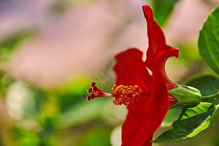 中国玫瑰花 中国的hibiscus 西班牙加那利群岛特内里夫热带花园衬套月季花粉植物花瓣异国情调植物群旅行热带图片