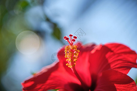 中国玫瑰花 中国的hibiscus 西班牙加那利群岛特内里夫热带花园衬套月季植物玫瑰花瓣花园旅行剪辑叶子异国图片