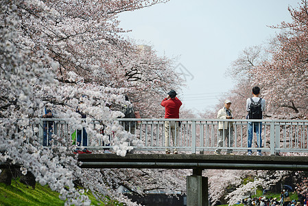 三川樱花花白色植物蓝色绿色天空粉色季节花园背景