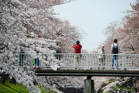 三川樱花花白色植物蓝色绿色天空粉色季节花园图片