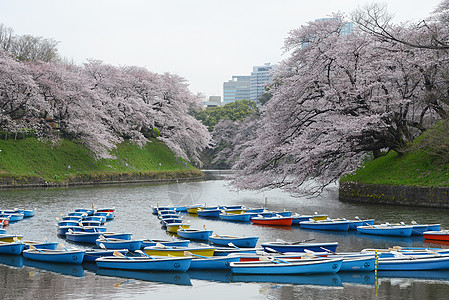 鸟谷季节节日公园粉色旅行地标天空蓝色风景樱花图片