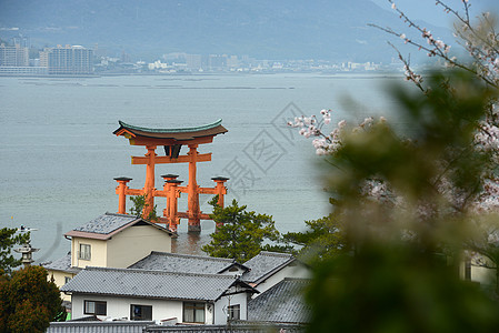 岛旅行世界寺庙地标樱花海岸神道橙子遗产历史性图片