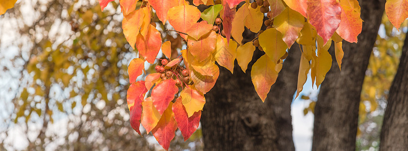 布拉德福德梨或的全景绿橙黄红秋叶颜色花园橙子森林框架树叶叶子梨树感恩墙纸阳光图片