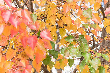 浅自由度秋天叶子颜色的布拉德福德梨或图片